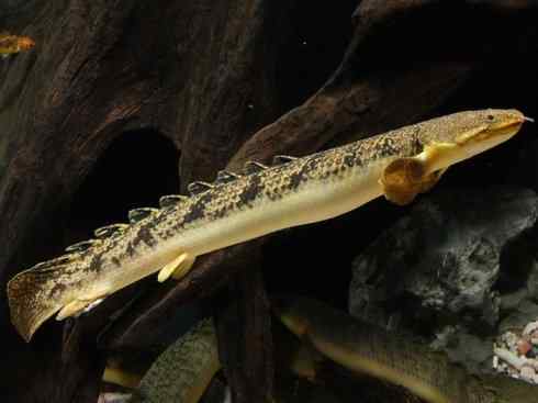 鱼类活化石:多鳍鱼 鱼类活化石:多鳍鱼