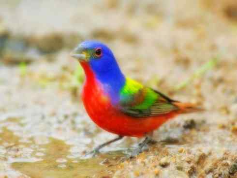 美丽无罪：雀鸟之彩鹀