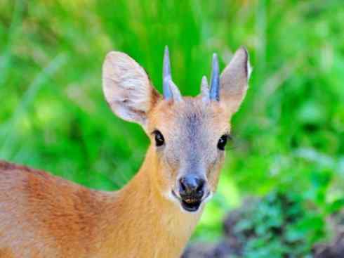 麒麟：传说的兽原型探秘（紫羚）