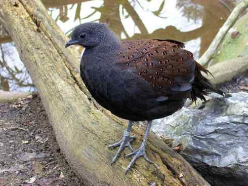 凤凰：传说中的鸟原型探秘（孔雀雉）