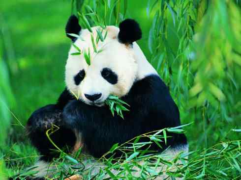 盘点十二大著名食蚁动物：懒熊