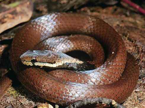 龙：传说的兽原型探秘（澳洲眼睛蛇类）