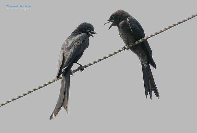 黑卷尾和疑似灰暗鹃鵙（雌）