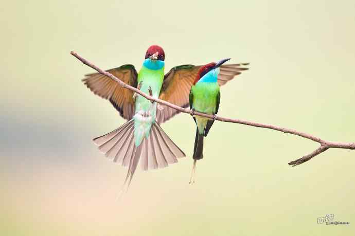 湖北大悟的蓝喉蜂虎 湖北大悟的蓝喉蜂虎