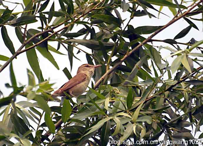 东方大苇莺 东方大苇莺