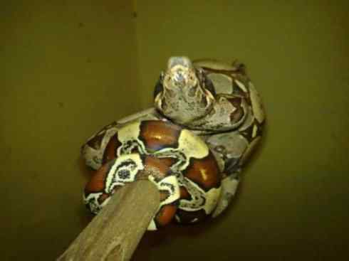 龙：传说的兽原型探秘（树蚺类）