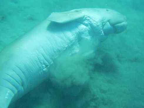 美人鱼：传说的兽原型探秘（儒艮）