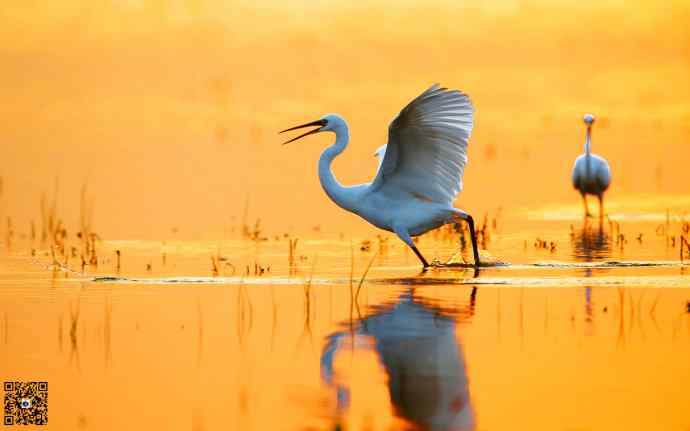野鸭湖黄昏鸟影