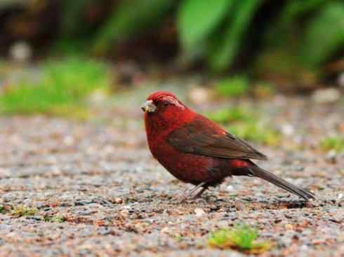 极品红色鸟类：酒红朱雀
