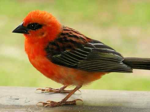 极品红色鸟类:红艳织雀 极品红色鸟类:红艳织雀