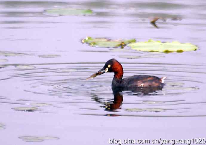 早餐 wbr鈥斺斝t捕鱼纪实 早餐 wbr鈥斺斝t捕鱼纪实
