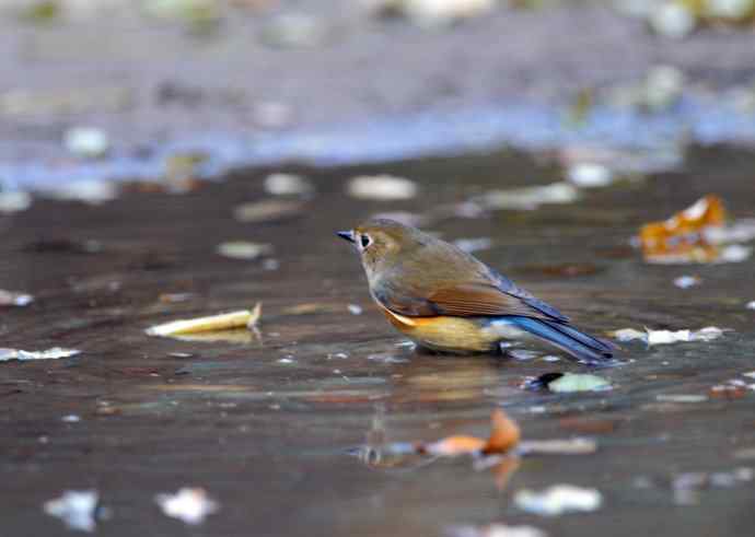 雌性红胁蓝尾鸲（7）