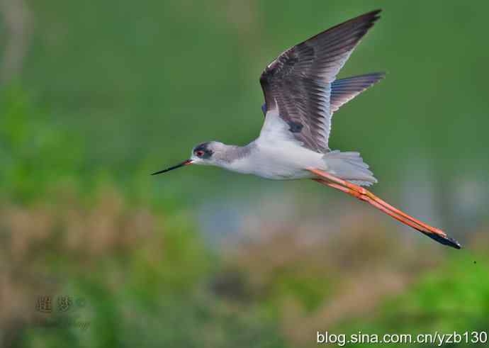 亭亭玉立的花季少女鈥斺斆劳瑞郑ㄗ橥迹10张图片）