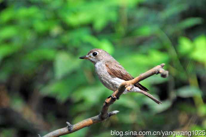 北灰鹟(尘封版) 北灰鹟(尘封版)