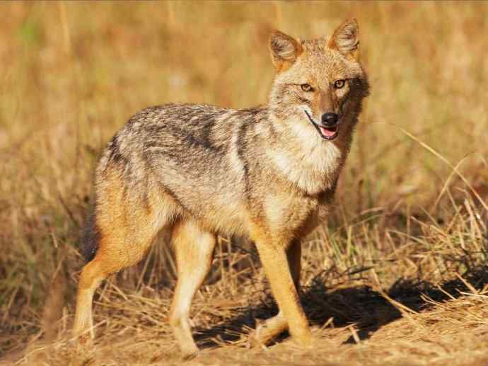 犬科：犬亚科犬属之金豺、黑背豺（胡狼类）