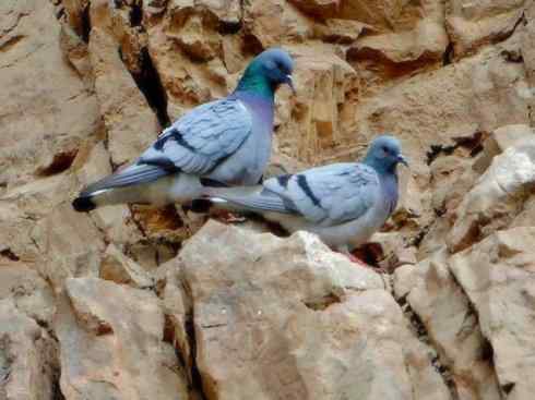 家禽驯化之源之四