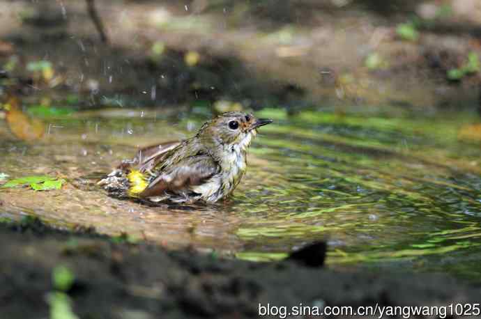 雌性白眉姬鹟（3）