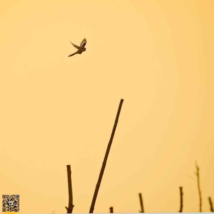 野鸭湖黄昏鸟影