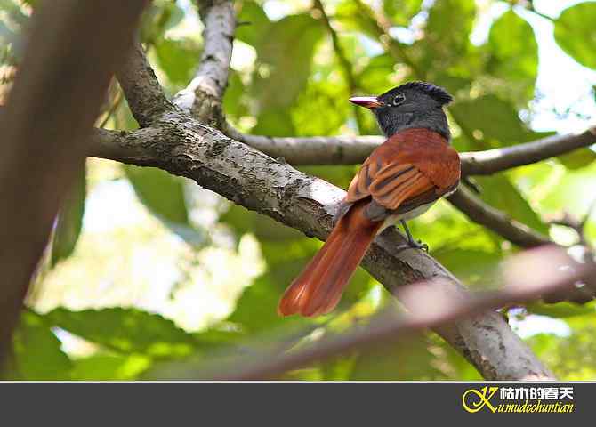 也拍鈥準俅潯菊掌