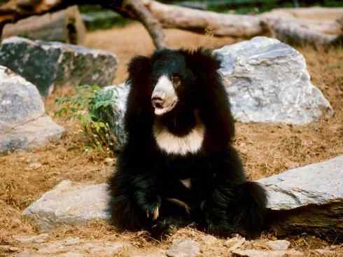 动物世界：山寨还是原创之五