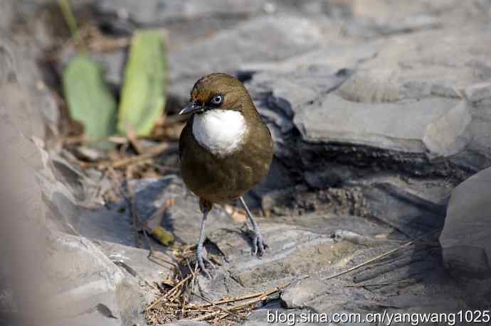 北京又现新品种(白喉噪鹛) wbr3