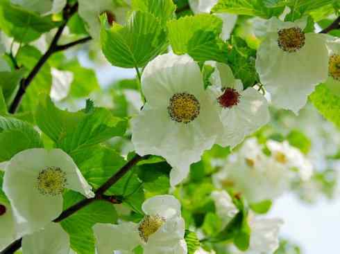 鱼类活化石：美洲肺鱼