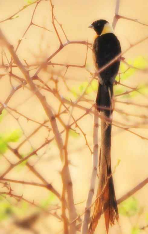 猎奇:长尾鸟雀之二 猎奇:长尾鸟雀之二