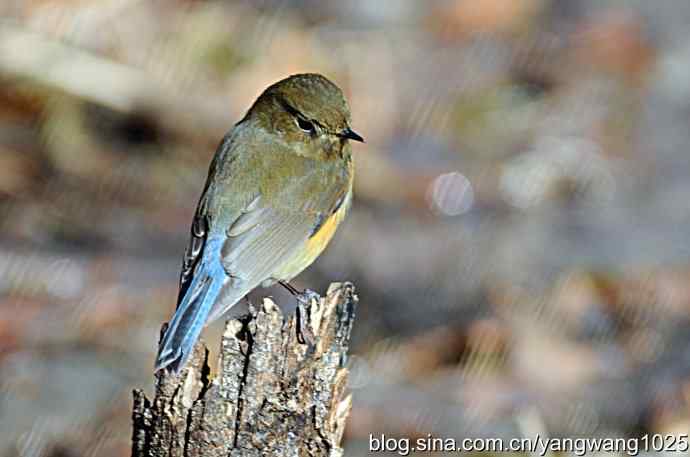 红肋蓝尾鸲 wbr2