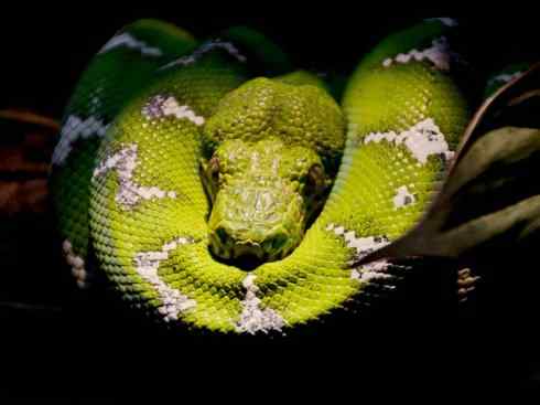 龙：传说的兽原型探秘（树蚺类）