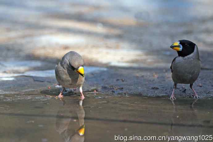 饮水的黑尾蜡嘴雀（3）