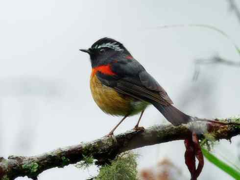 美丽无罪：雀鸟之林鸲