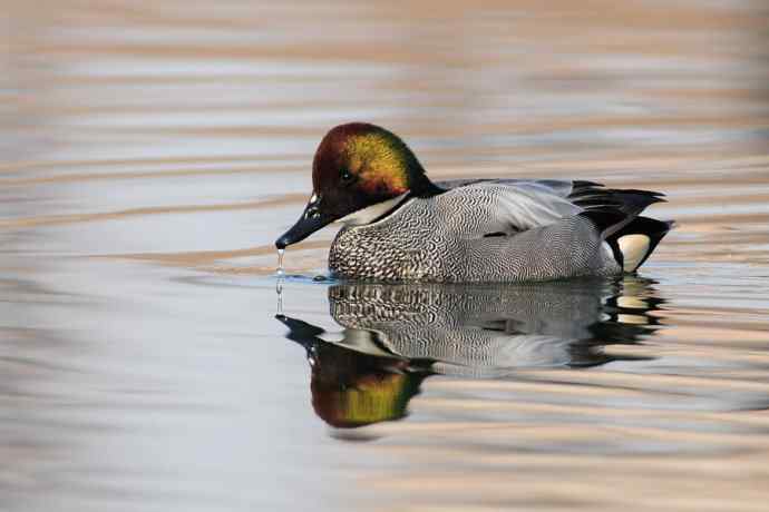 唐罗鸭 wbr八百里加急★