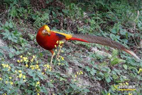发一组鈥満旄菇跫︹ 发一组鈥満旄菇跫︹