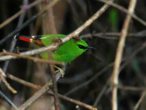 美丽无罪：雀鸟之绿鹛