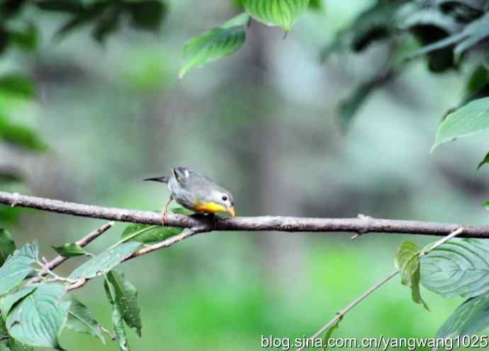 又遇相思鸟(2) 又遇相思鸟(2)