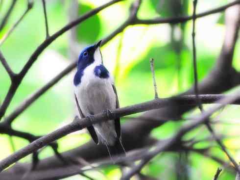 美丽无罪:雀鸟之姬鹟 美丽无罪:雀鸟之姬鹟