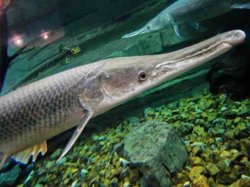 鱼类活化石:鳄雀鳝 鱼类活化石:鳄雀鳝