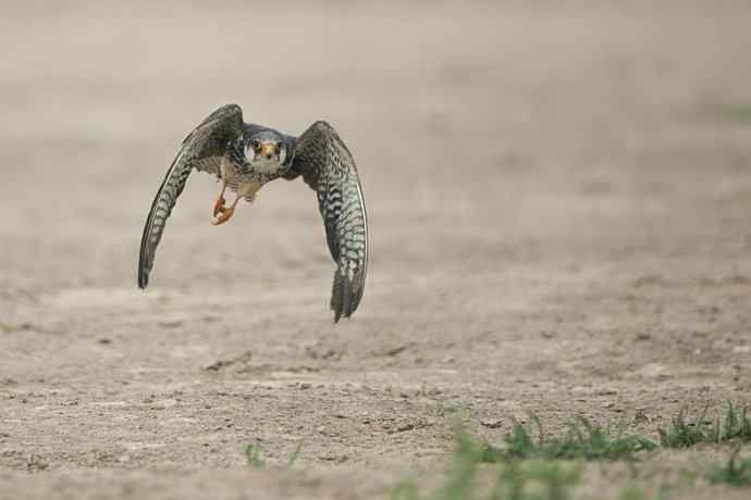 晨曲（摄于康西草原）