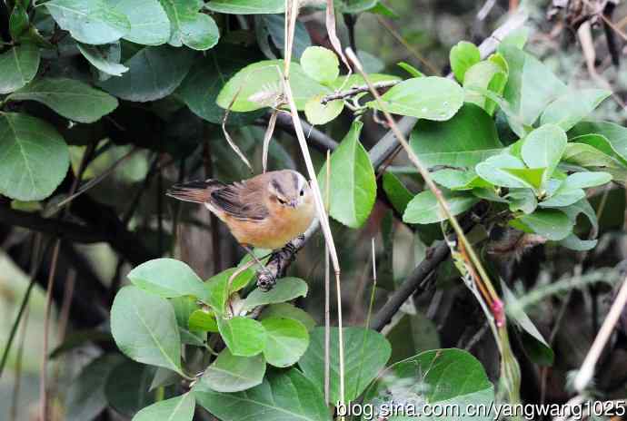 黑眉苇莺（5）