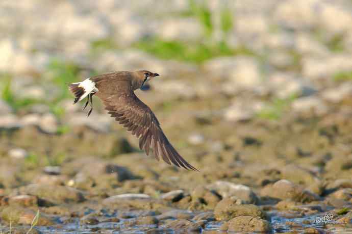 湖北襄阳的普通燕鸻 湖北襄阳的普通燕鸻