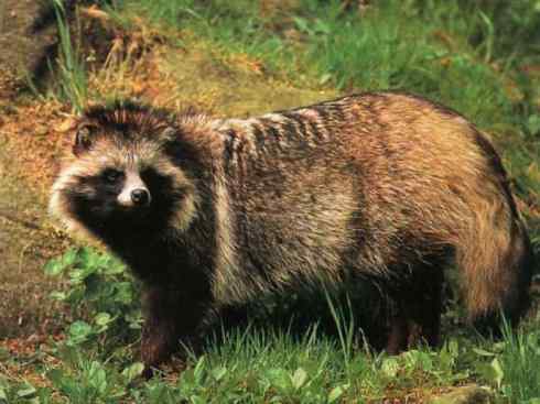 狈：传说的兽原型探秘（豺）