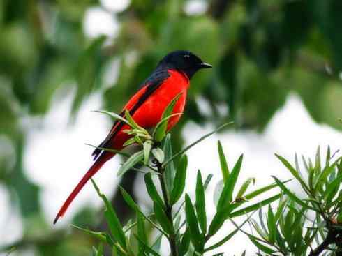 美丽无罪：雀鸟之山椒鸟