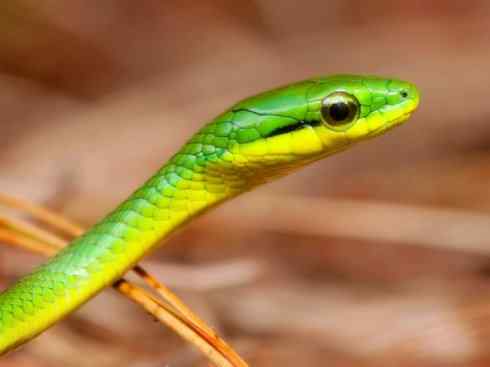 龙:传说的兽原型探秘(树蛇类) 龙:传说的兽原型探秘(树蛇类)