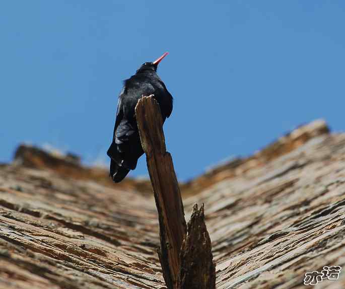 四川松岗&nbsp;wbr路&nbsp;wbr红嘴山鸦