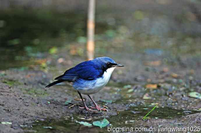 雄性蓝歌鸲（7）