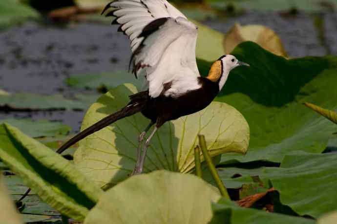 金领仙风.水凤凰