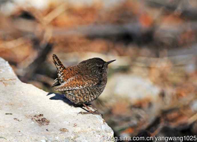 鹪鹩(抓拍)2 鹪鹩(抓拍)2