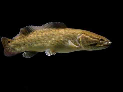 鱼类活化石：弓鳍鱼