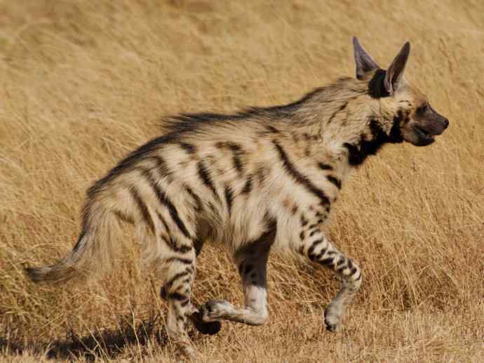 盘点十二大著名食蚁动物：土狼