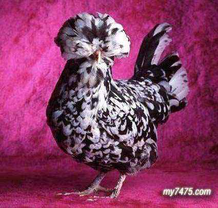 酷酷的宠物鸡图片